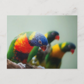 Cartão Postal Papagaios Lorikeet