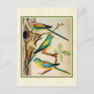 Cartão Postal Papagaios Tropicais Vintage
