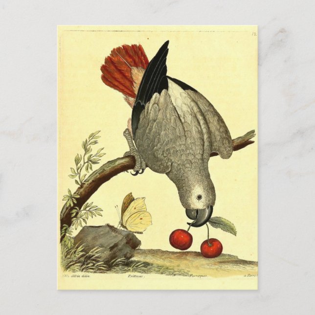 Cartão Postal Papagaios, Vintage, Ilustração de Aves, Boêmia (Frente)