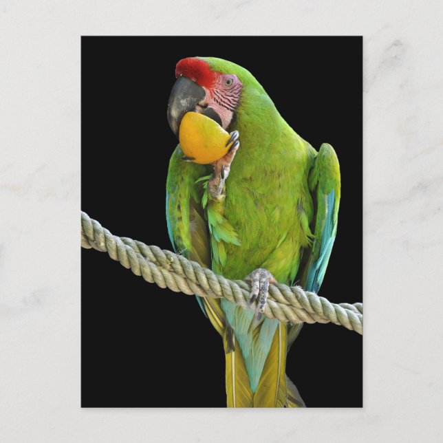 Cartão Postal Papagei - Postkarten (Frente)