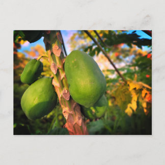 Cartão Postal Papaia da Fazenda Postal