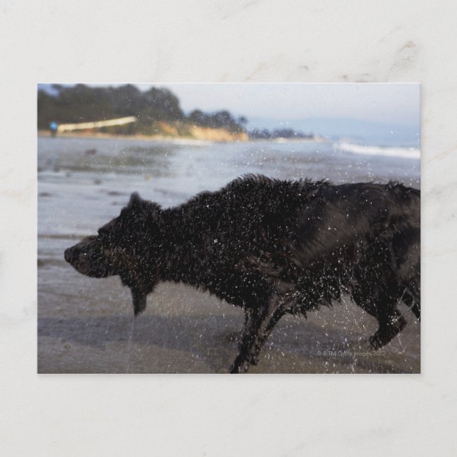 Cartão Postal Papais noeis Barbara, Califórnia, EUA (Frente)