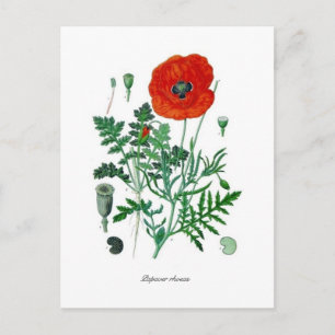 Cartão Postal Papaver rhoeas