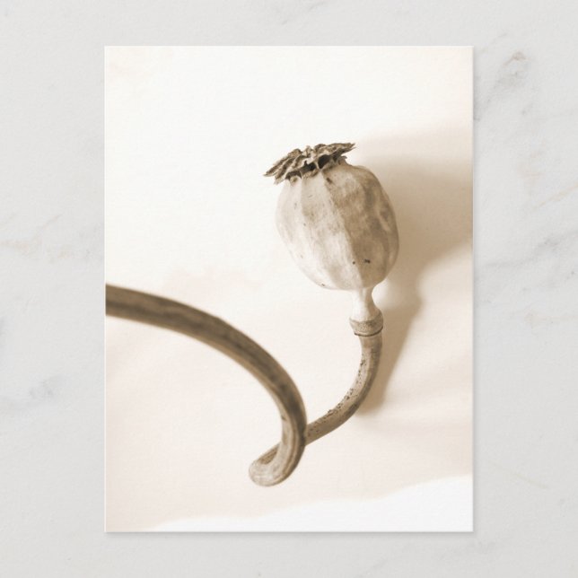 Cartão Postal papavero secco, papoila seca (Frente)