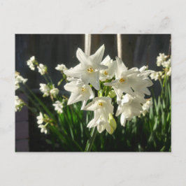Cartão Postal Paperwhites Narciso
