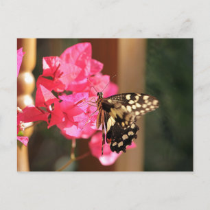 Cartão Postal Papilio Butterfly na Etiópia