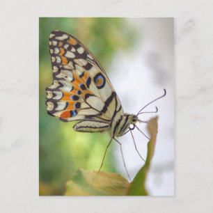 Cartão Postal Papilio demoleus