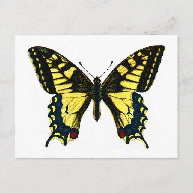 Cartão Postal Papilio machaon (Frente)