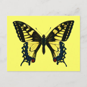 Cartão Postal Papilio machaon