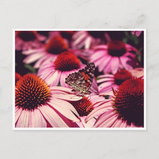 Cartão Postal Papillon (Frente)