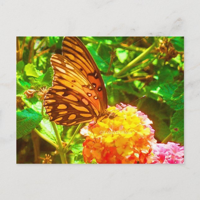Cartão Postal Papillon (Borboleta) (Frente)