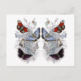 Cartão Postal papillons