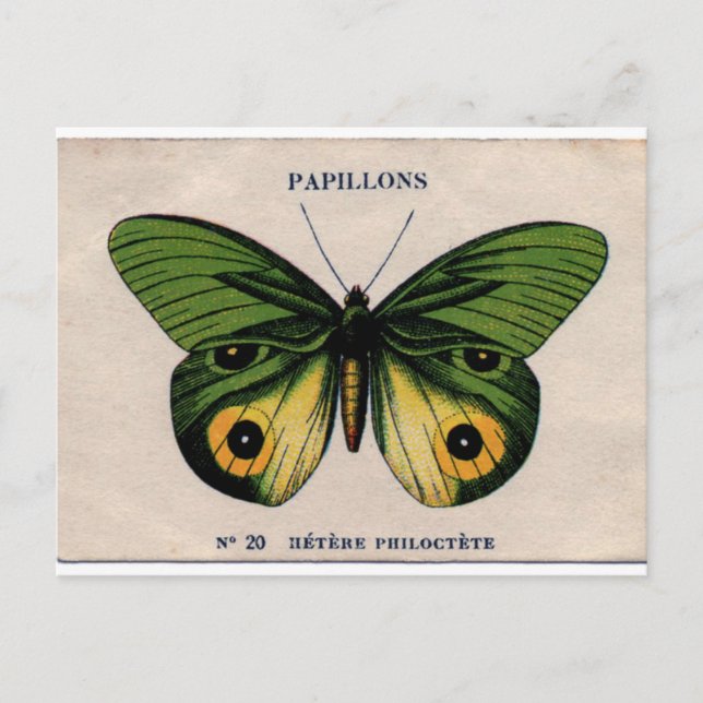 Cartão Postal Papillons Vintage Butterfly Ilustração (Frente)