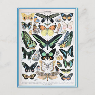 Cartão Postal Papilões de dicionário de ilustração