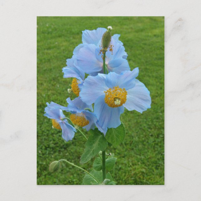 Cartão Postal Papoila Azul (Meconopsis) (Frente)