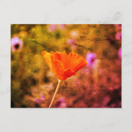 Cartão Postal Papoila e parede de chiffon laranja