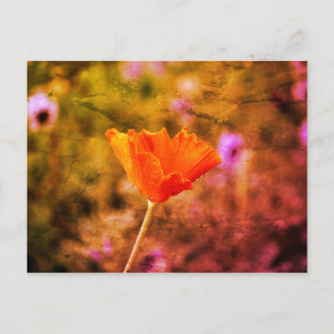 Cartão Postal Papoila e parede de chiffon laranja