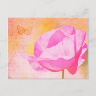Cartão Postal Papoila Islandesa Rosa