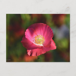 Cartão Postal Papoila Rosa na Fotografia Sunshine