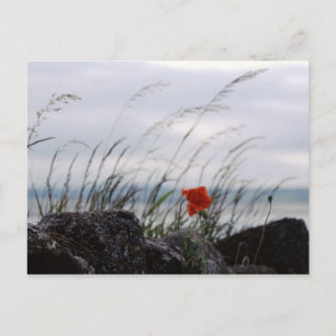 Cartão Postal Papoila solitária, Lindisfarne, Inglaterra - Cartã