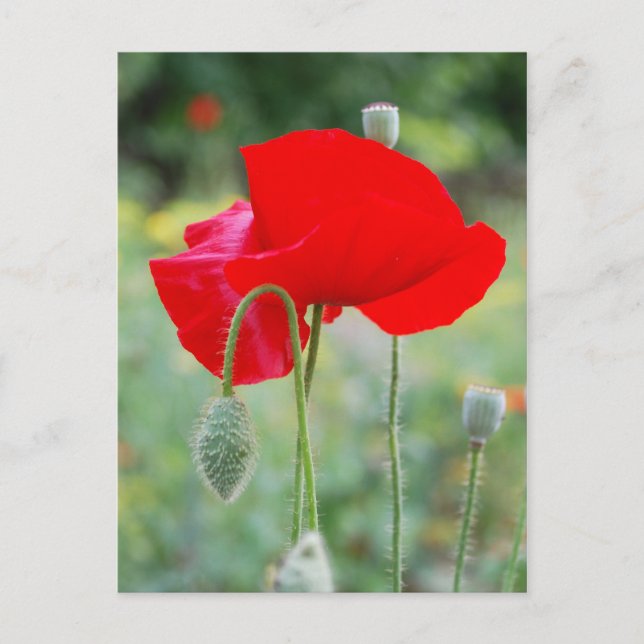 Cartão Postal papoila vermelha (Frente)
