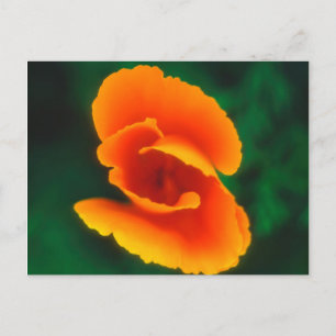 Cartão Postal Papoula da Califórnia