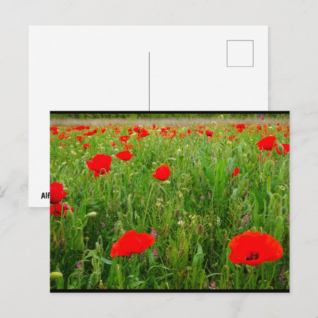 Cartão Postal Papoulas e Flores Silvestres (Frente/Verso)