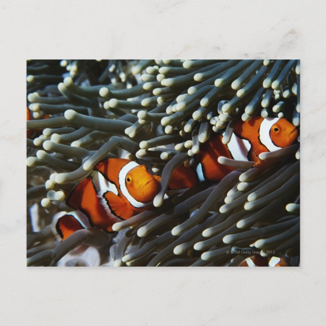 Cartão Postal Papua-Nova Guiné, dois falsos anêmonos de palhaço (Frente)