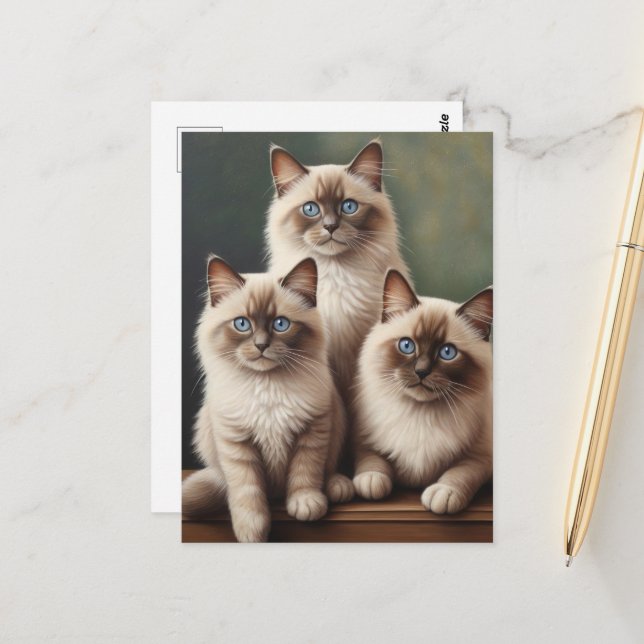 Cartão Postal Par Adorável de Gatinhos Ragdoll Gato Doce (Frente/Verso In Situ)