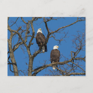 Cartão Postal Par Bald Eagle