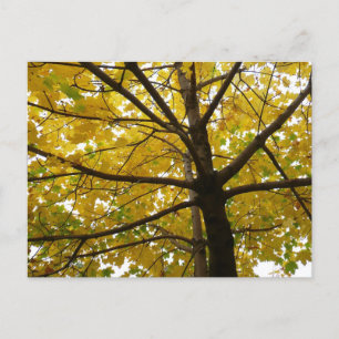 Cartão Postal Par da Natureza do Outono das Árvores Amarelas do