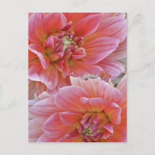 Cartão Postal Par das flores de Dahlia, Dahlia spp. ,