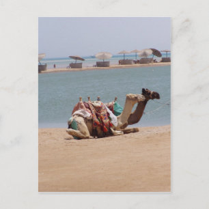 Cartão Postal Par De Camelos Tradicionais Sentados Na Praia.