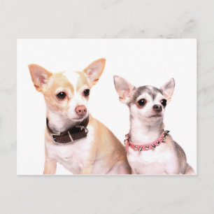 Cartão Postal Par de chihuahuas
