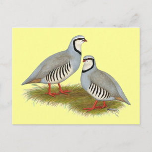 Cartão Postal Par de Chukar Partridge