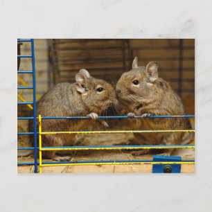 Cartão Postal Par de Degus na porta da gaiola