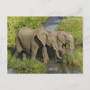 Cartão Postal Par de elefantes africanos alimentando Masai Mara,