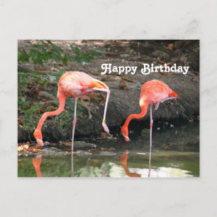 Cartão Postal Par de Flamingo Rosa Foto de Vida Selvagem Anivers