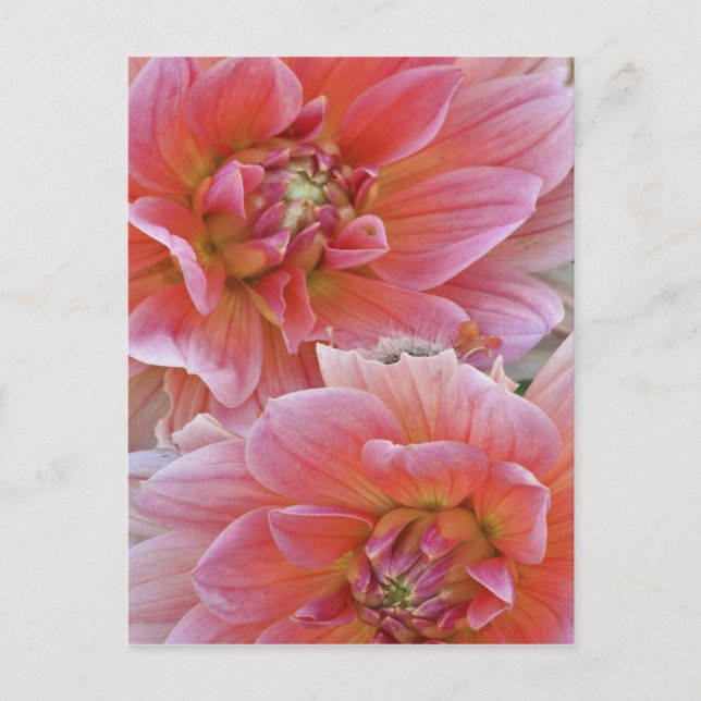 Cartão Postal Par de flores de Dahlia, Dahlia spp. , (Frente)