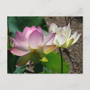 Cartão Postal Par de Flores de Lotus I