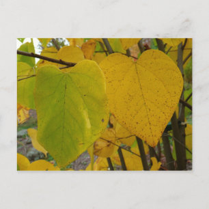 Cartão Postal Par de Folhas de Redbud de Outono Fotografia de Ou