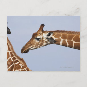 Cartão Postal Par de Girafas Reticuladas (Girafa)