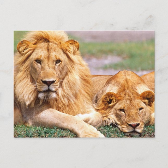 Cartão Postal Par de Leões Africanos, Panthera leo, Tanzânia (Frente)