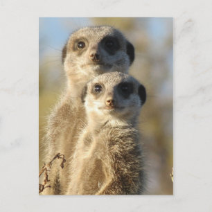 Cartão Postal Par de Meerkats