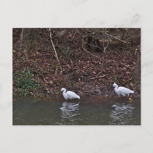 Cartão Postal Par de Neve Egrets na Caça (Frente)
