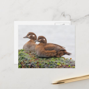 Cartão Postal Par de Patos Harlequin nas Rochas