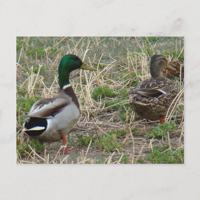 Cartão Postal Par de patos-real B12 (Frente)