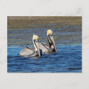 Cartão Postal Par de Pelicanos