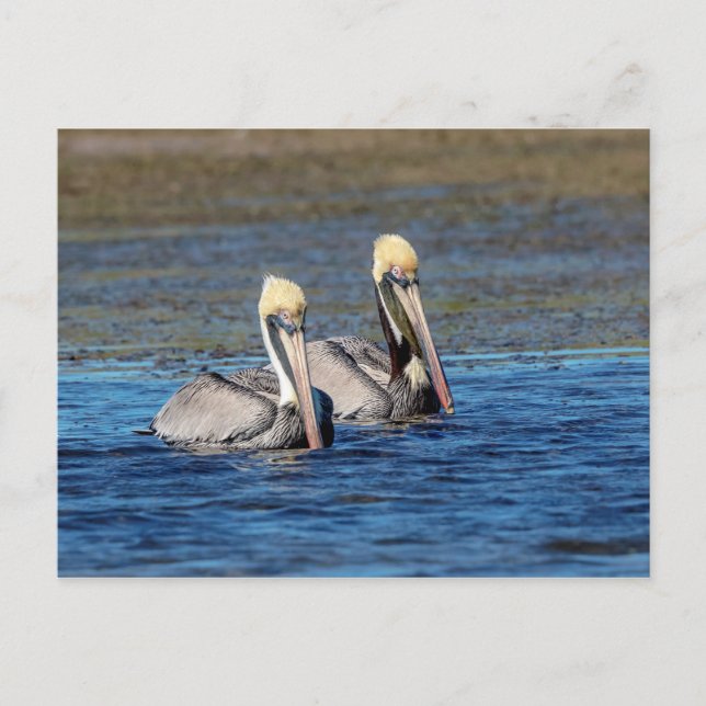 Cartão Postal Par de Pelicanos (Frente)