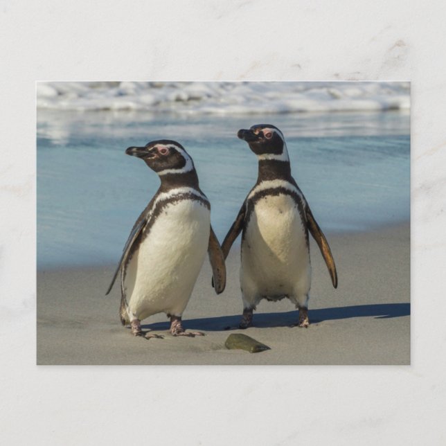 Cartão Postal Par de pinguins na praia (Frente)